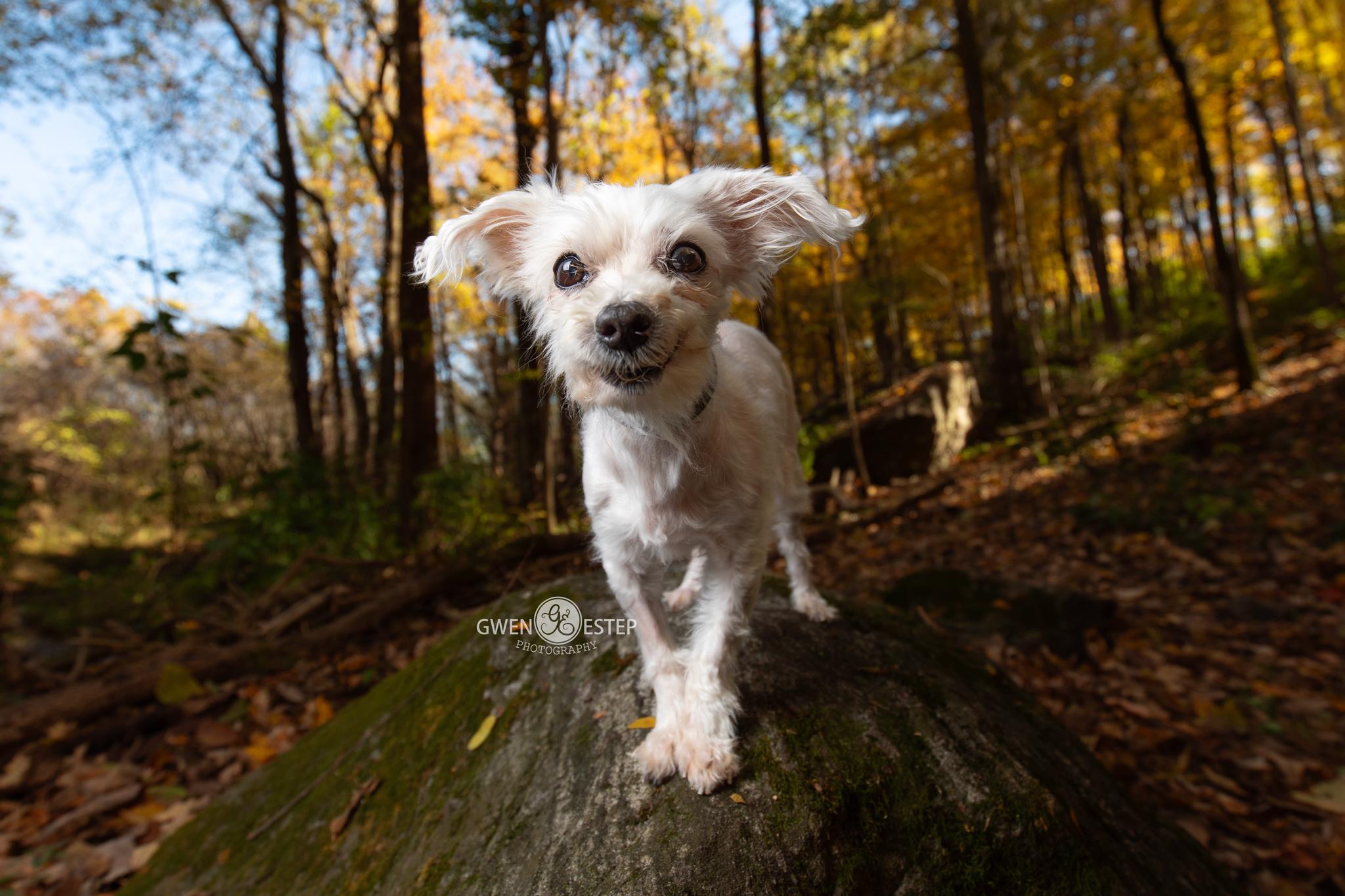 Enlarge Goblin - **Deaf** , a Adoptable mixed breed in Dayton, OH image 6/6
