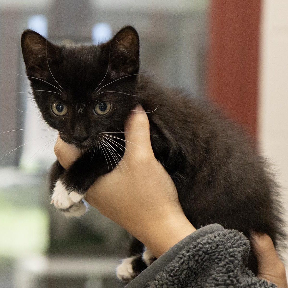 Enlarge Derpy, an adopted Domestic Short Hair in Slidell, LA image 2/2