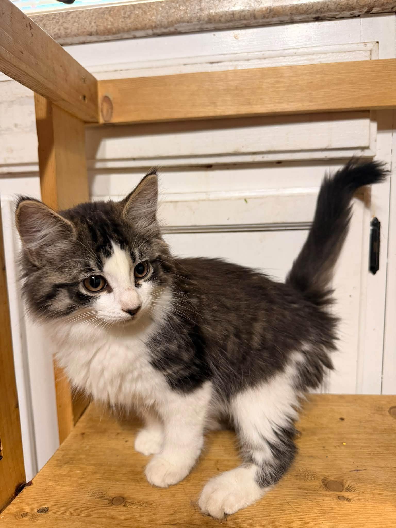 Mer-cat, Adoptable, Kitten Female Domestic Medium Hair.