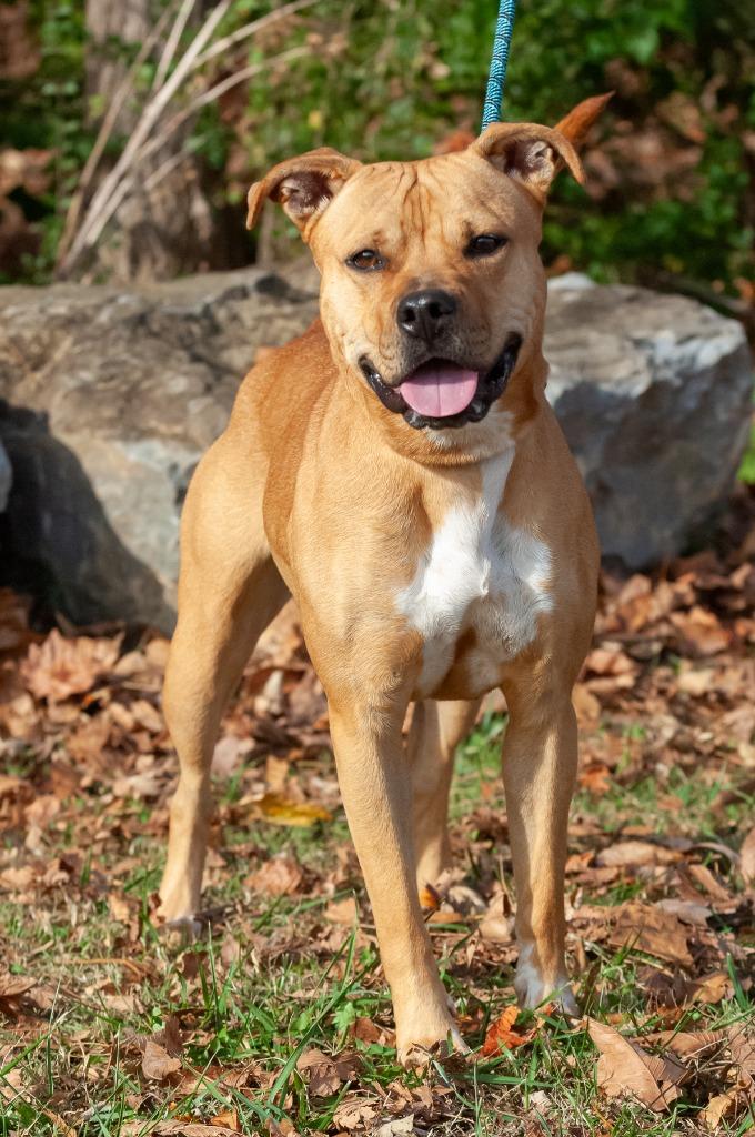 Fiona, a Adoptable mixed breed in Johnson City, TN image 1/2