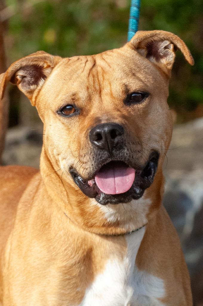 Fiona, a Adoptable mixed breed in Johnson City, TN image 2/2