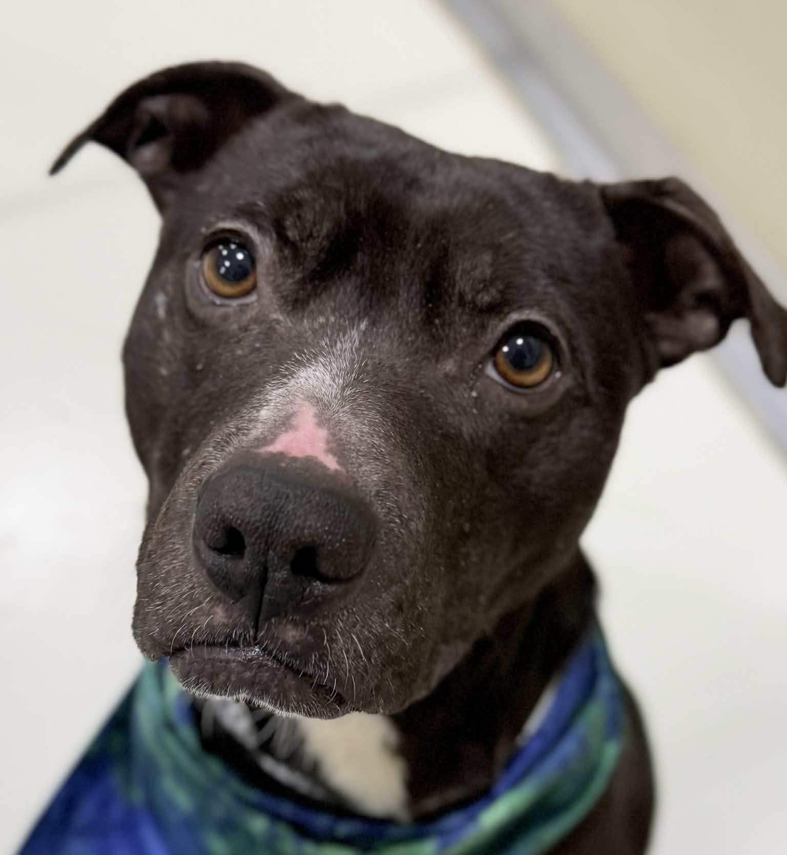 Enlarge Oreo, a Adoptable mixed breed in Georgetown, KY image 1/6