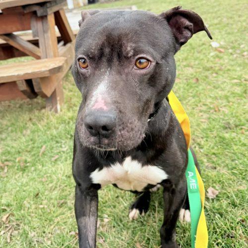 Oreo, a Adoptable mixed breed in Georgetown, KY image 1/5