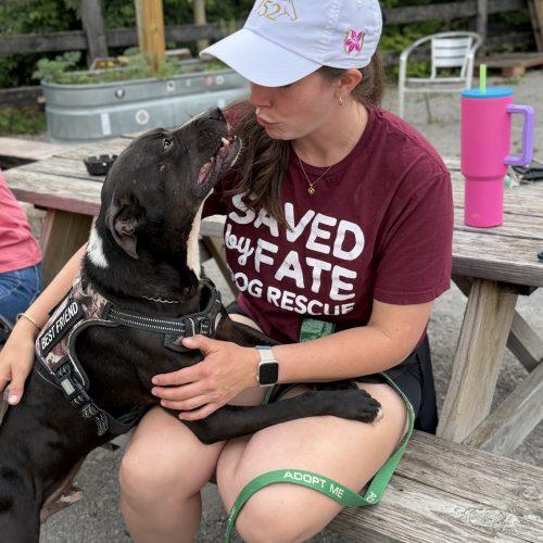 Oreo, Adoptable, Adult Male Mixed Breed.