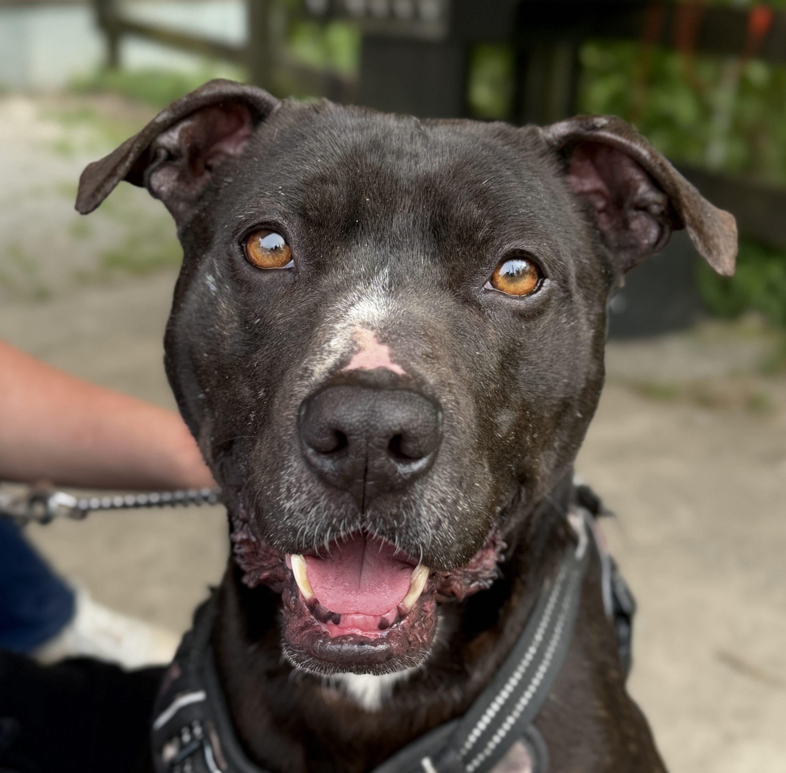 Oreo, Adoptable, Adult Male Mixed Breed.