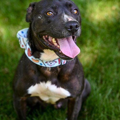 Oreo, a Adoptable mixed breed in Georgetown, KY image 2/5