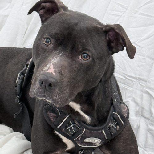 Oreo, Adoptable, Adult Male Mixed Breed.