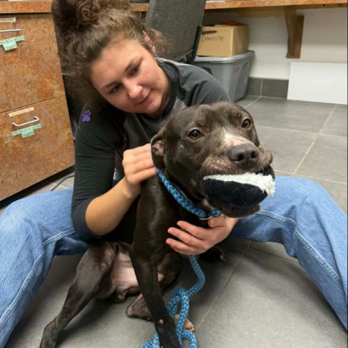Oreo, a Adoptable mixed breed in Georgetown, KY image 2/5