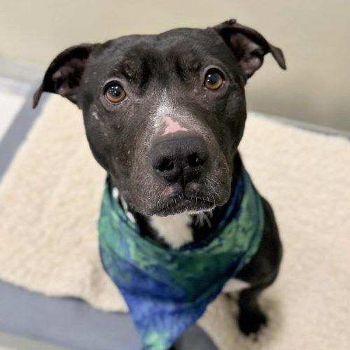 Oreo, a Adoptable mixed breed in Georgetown, KY image 3/5