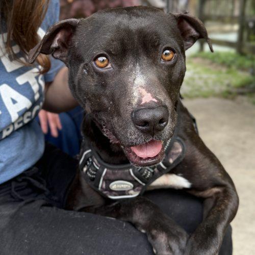 Enlarge Oreo, a Adoptable mixed breed in Georgetown, KY image 4/6
