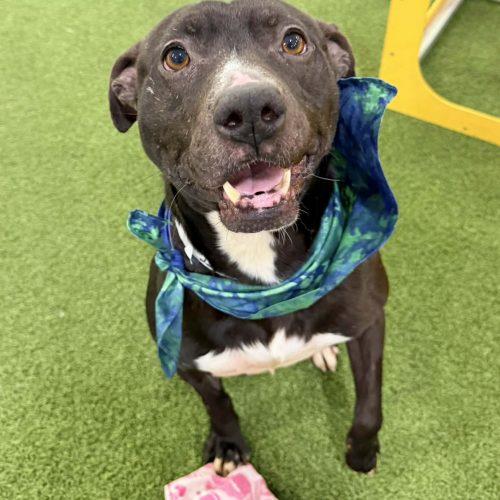 Oreo, a Adoptable mixed breed in Georgetown, KY image 4/5