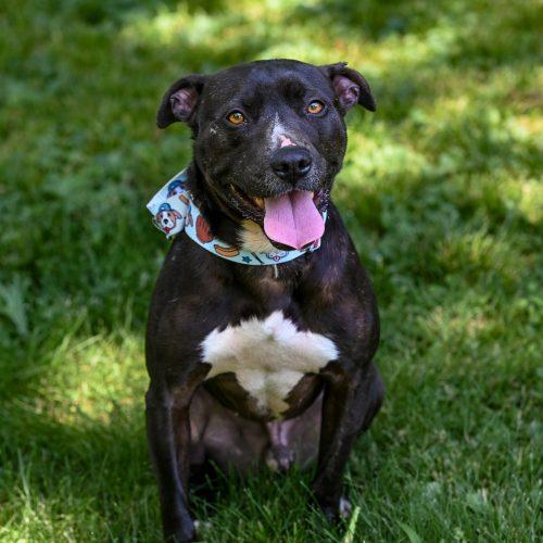 Oreo, a Adoptable mixed breed in Georgetown, KY image 3/5