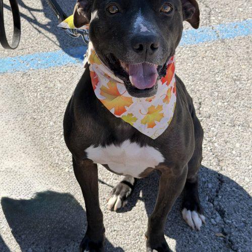 Enlarge Oreo, a Adoptable mixed breed in Georgetown, KY image 3/5