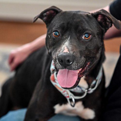 Oreo, a Adoptable mixed breed in Georgetown, KY image 4/5