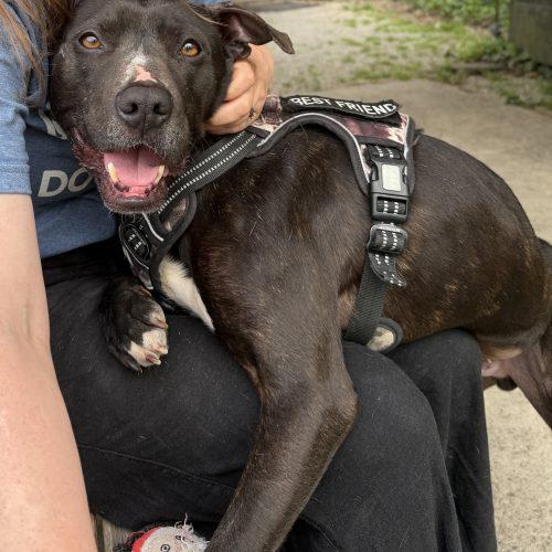 Enlarge Oreo, a Adoptable mixed breed in Georgetown, KY image 6/6