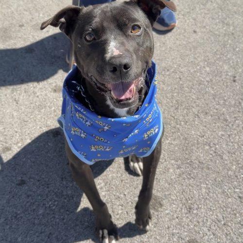 Enlarge Oreo, a Adoptable mixed breed in Georgetown, KY image 5/5