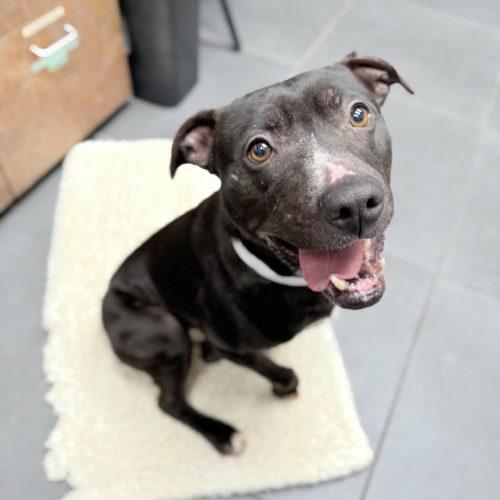 Oreo, a Adoptable mixed breed in Georgetown, KY image 5/5