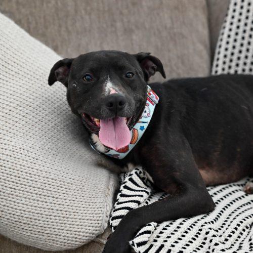 Oreo, a Adoptable mixed breed in Georgetown, KY image 5/5