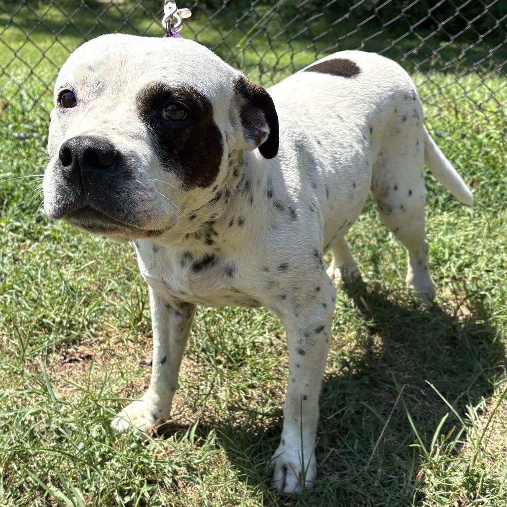 Oreo Speedwagon, Adoptable, Adult Female Pit Bull Terrier & Mixed Breed.