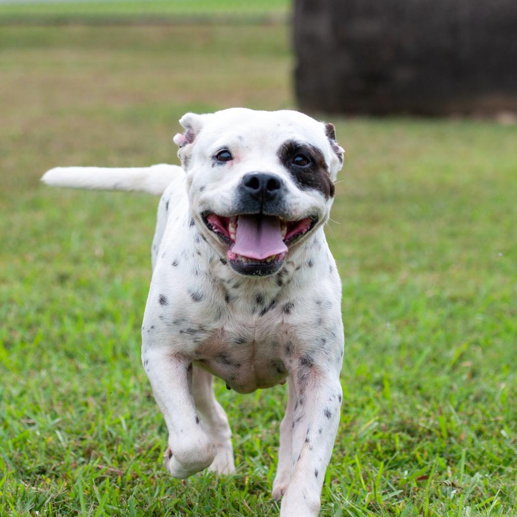 Enlarge Oreo Speedwagon, a Adoptable mixed breed in Cabot, AR image 2/6