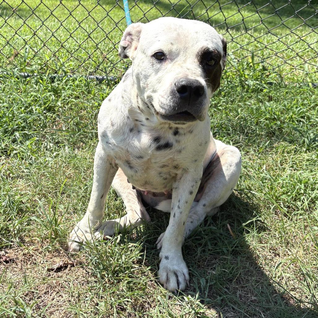 Enlarge Oreo Speedwagon, a Adoptable mixed breed in Cabot, AR image 3/6