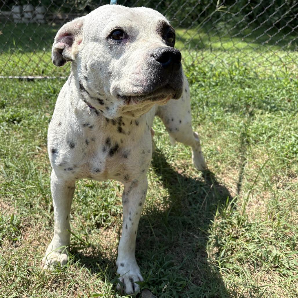 Enlarge Oreo Speedwagon, a Adoptable mixed breed in Cabot, AR image 4/6