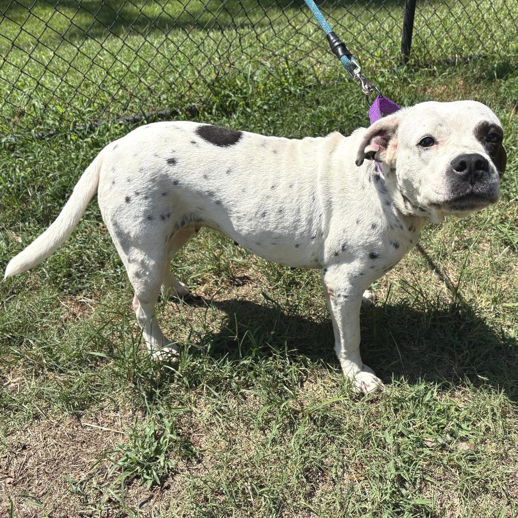 Enlarge Oreo Speedwagon, a Adoptable mixed breed in Cabot, AR image 5/6