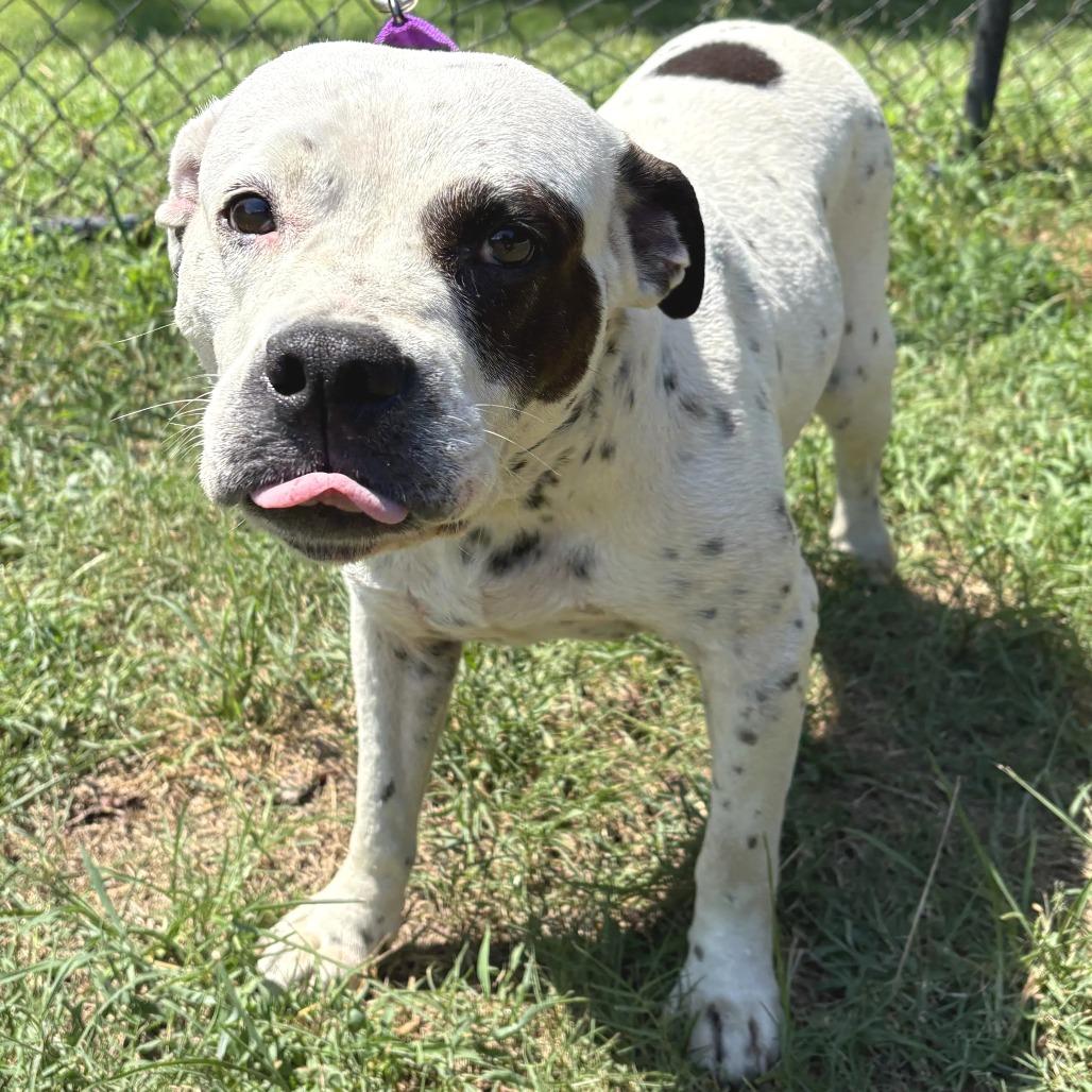 Enlarge Oreo Speedwagon, a Adoptable mixed breed in Cabot, AR image 6/6