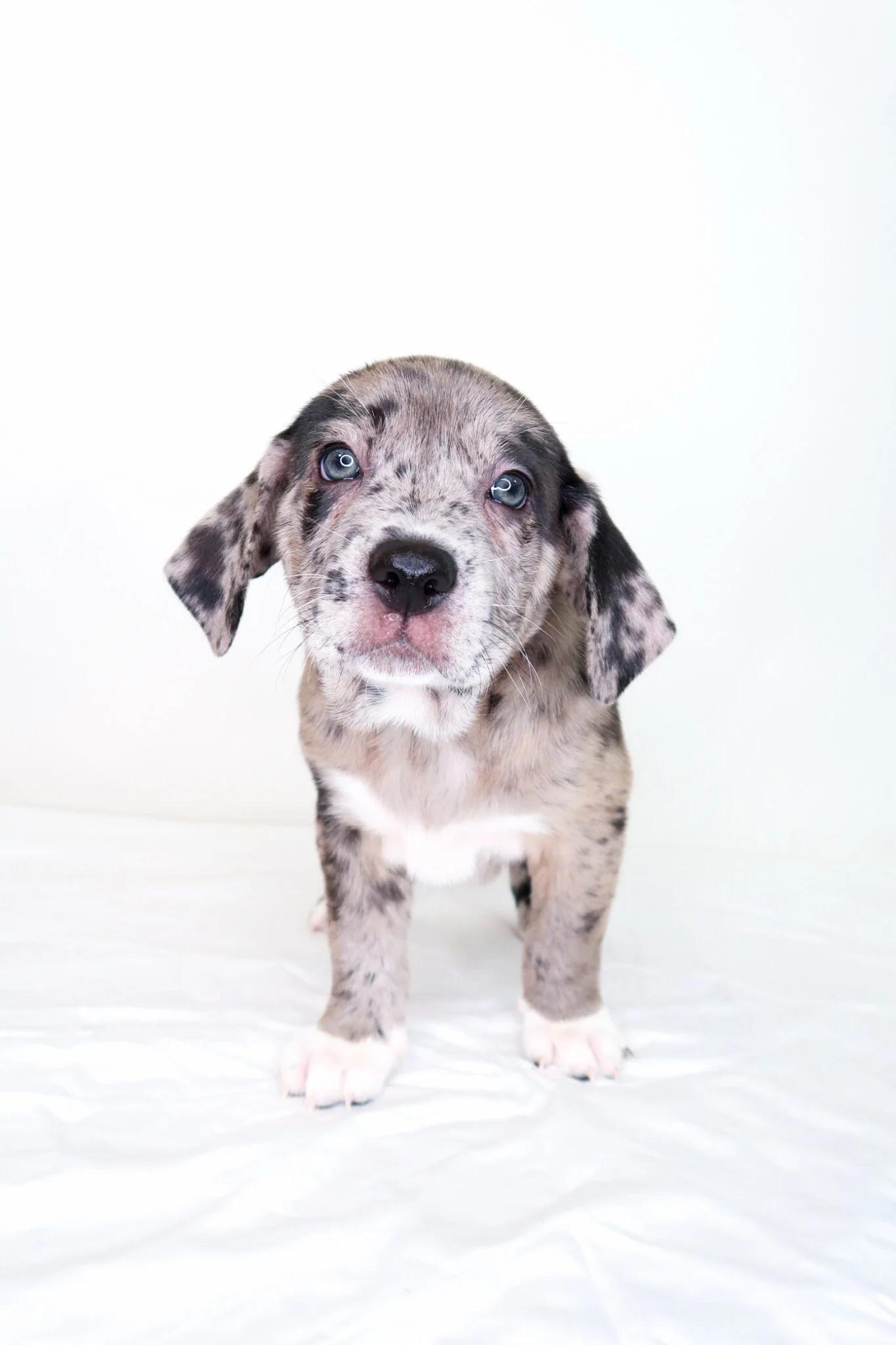 Walker, an adopted mixed breed in Bixby, OK image 3/6