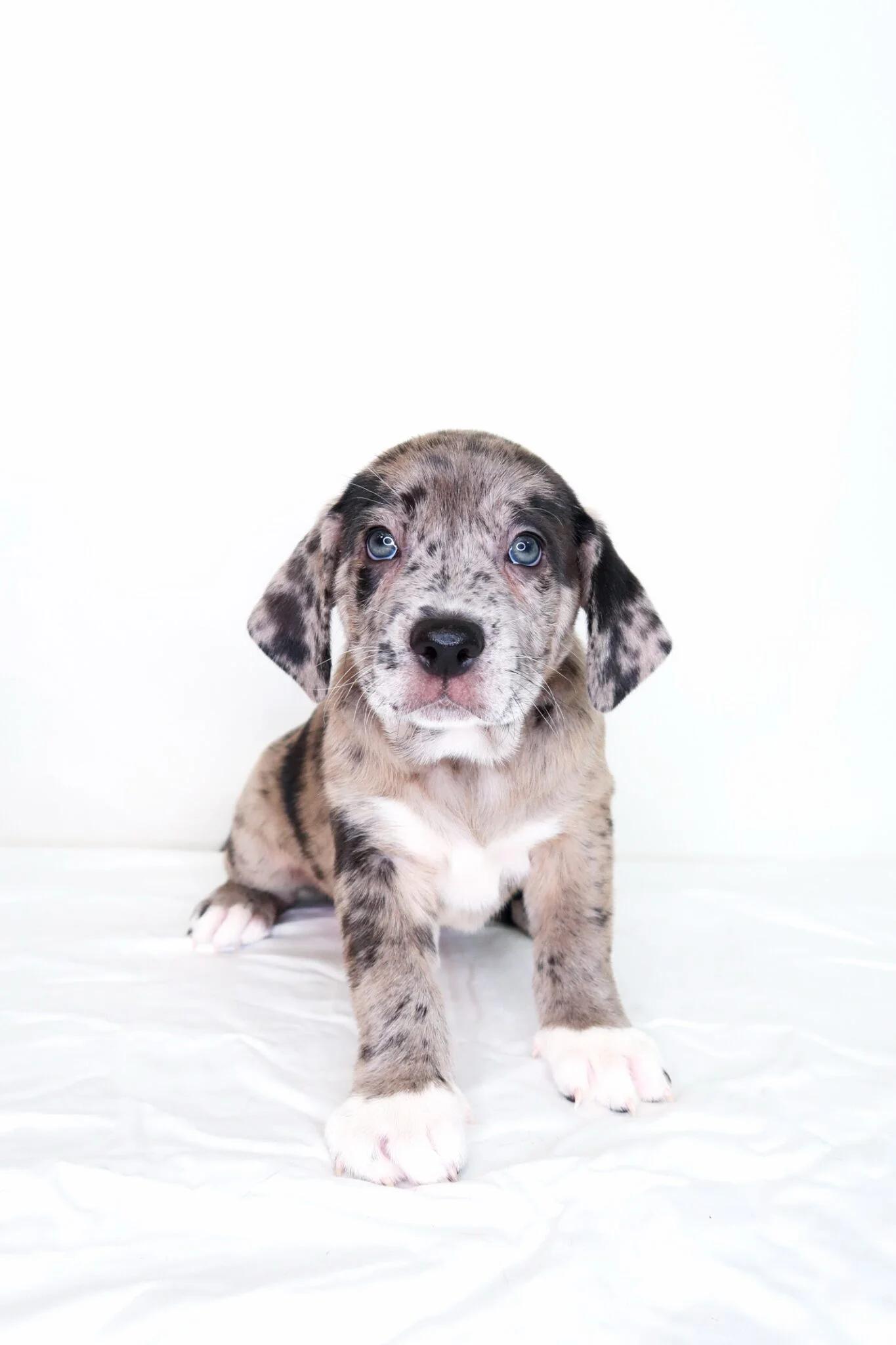 Walker, an adopted mixed breed in Bixby, OK image 1/6