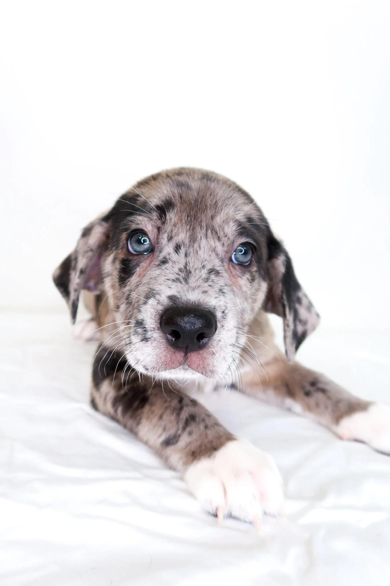 Walker, an adopted mixed breed in Bixby, OK image 4/6