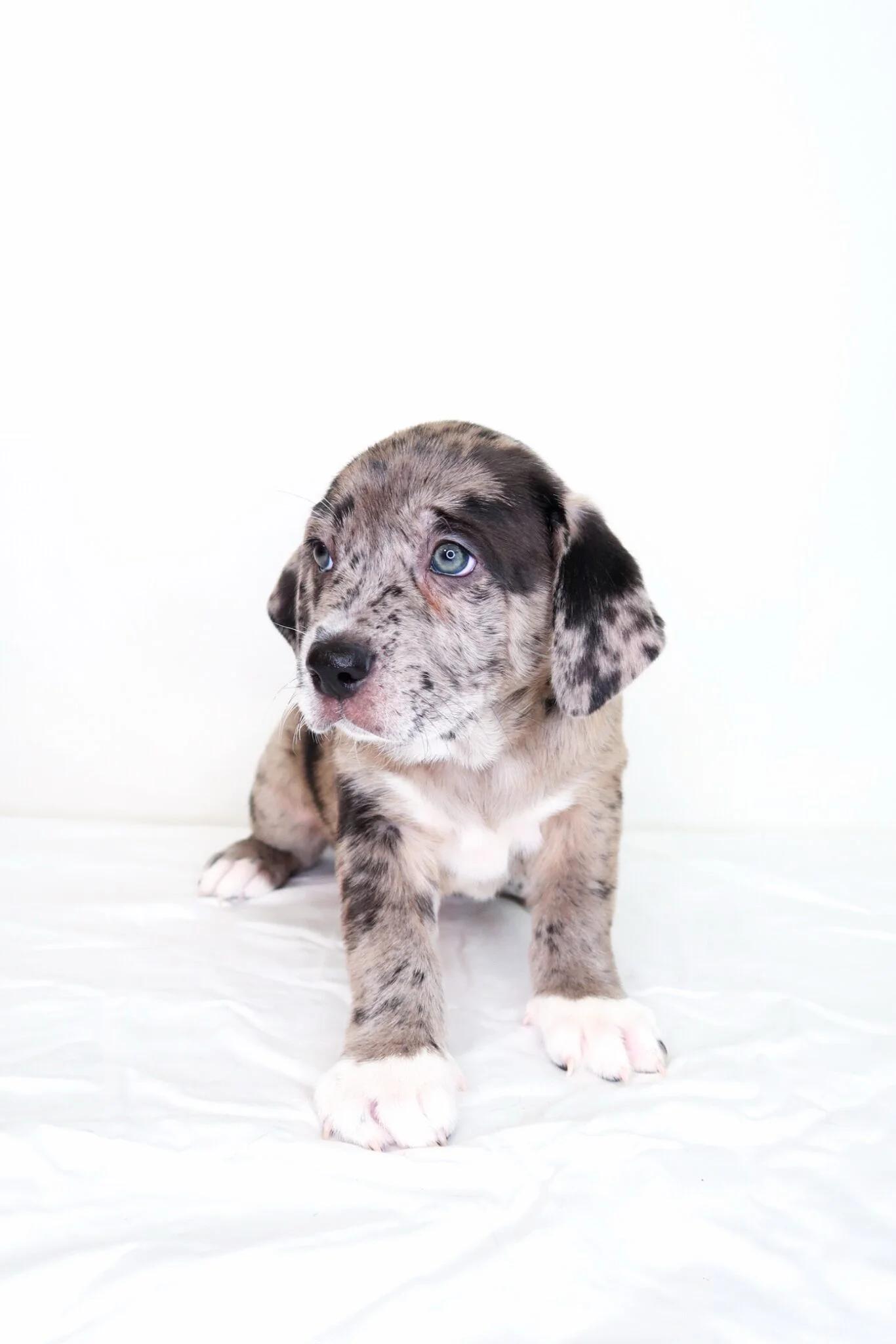 Walker, an adopted mixed breed in Bixby, OK image 5/6