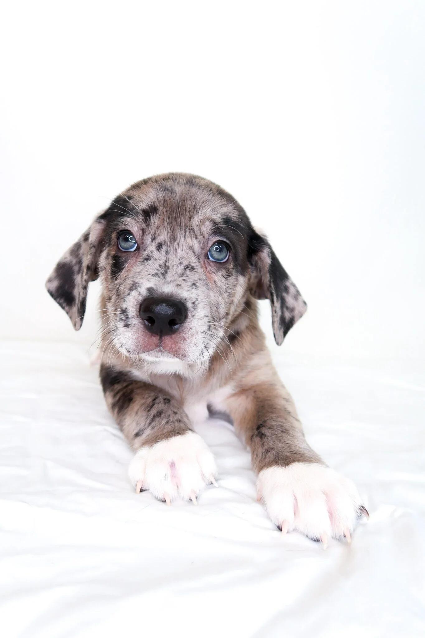 Walker, an adopted mixed breed in Bixby, OK image 2/6