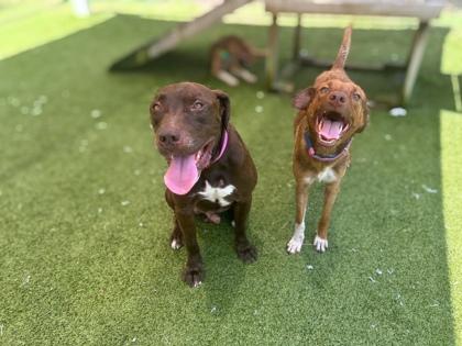 Bizkit, Adoptable, Adult Male Retriever & Mixed Breed.
