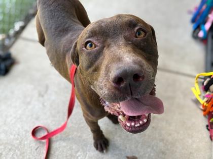 Bizkit, a Adoptable mixed breed in Gainesville, FL image 2/3