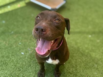 Bizkit, a Adoptable mixed breed in Gainesville, FL image 2/3