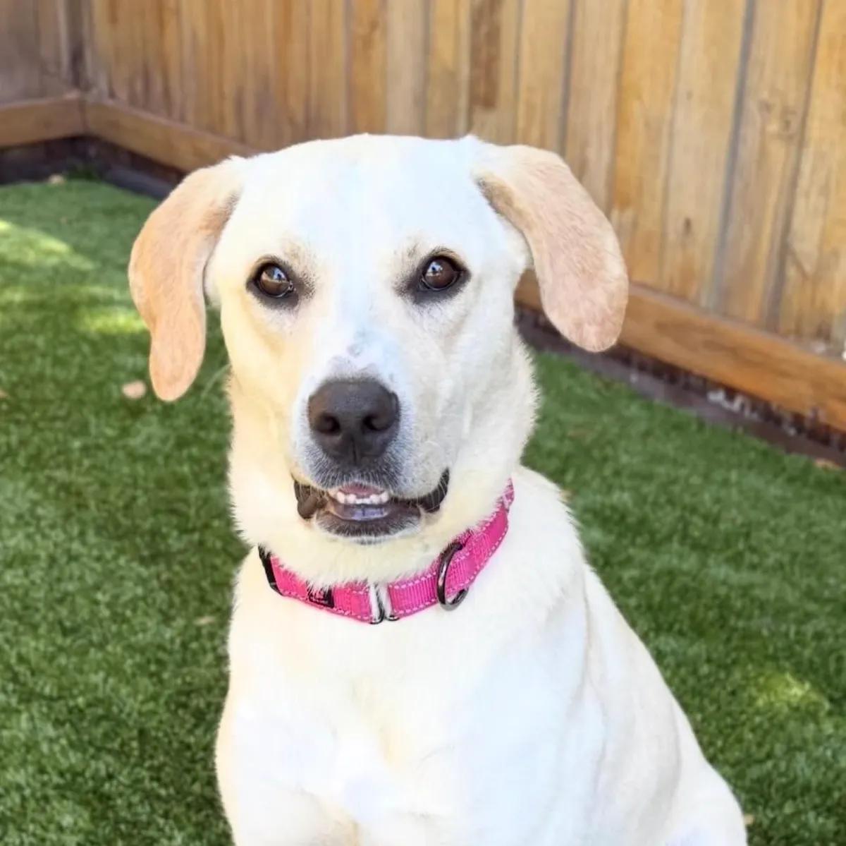 Artemis, ADOPTABLE, Adult Female Yellow Labrador Retriever.