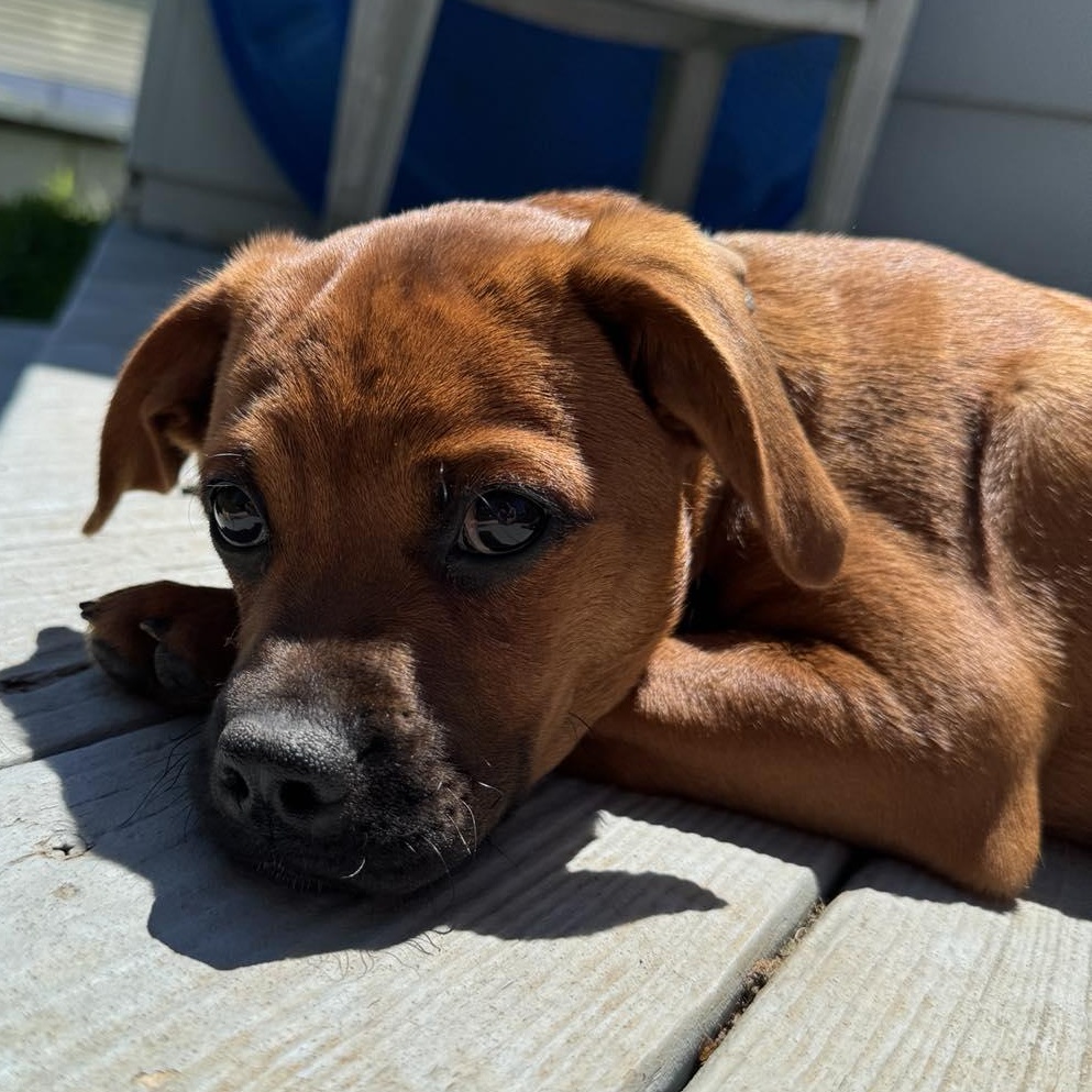 Oakley, an adopted mixed breed in Fairport, NY image 3/6