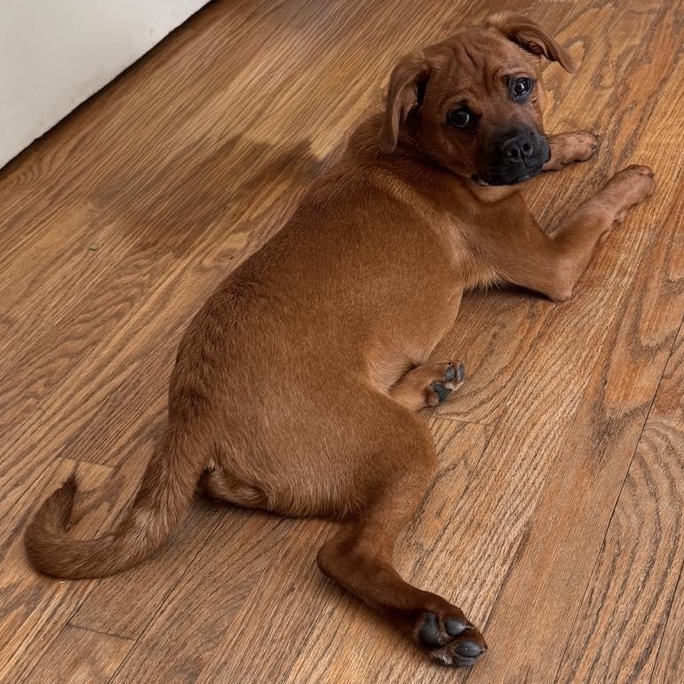 Oakley, an adopted mixed breed in Fairport, NY image 2/6