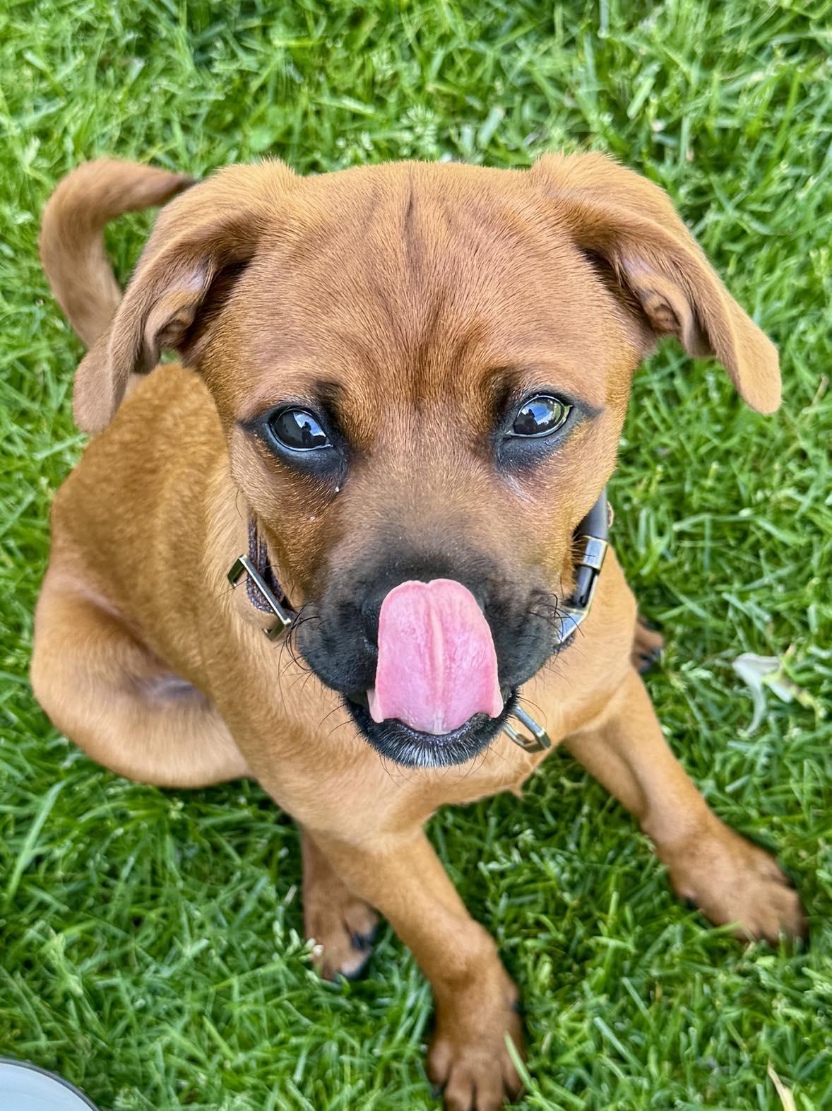 Oakley, an adopted mixed breed in Fairport, NY image 4/6