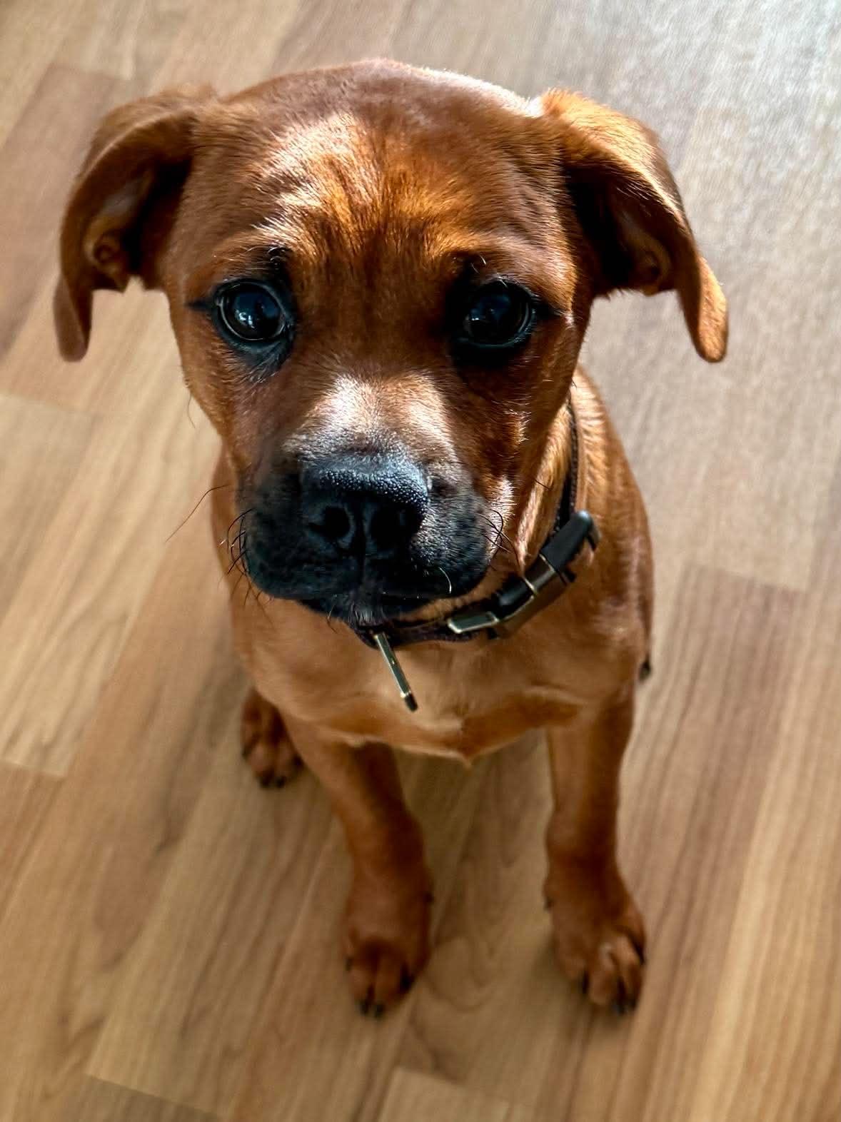 Oakley, an adopted mixed breed in Fairport, NY image 5/6