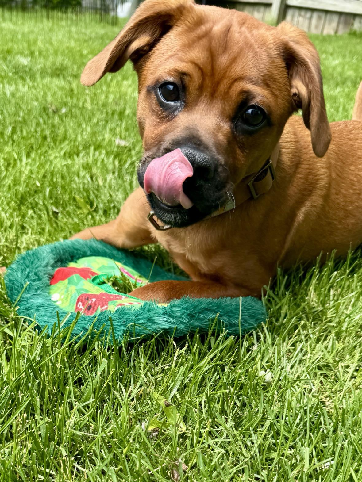 Oakley, an adopted mixed breed in Fairport, NY image 6/6