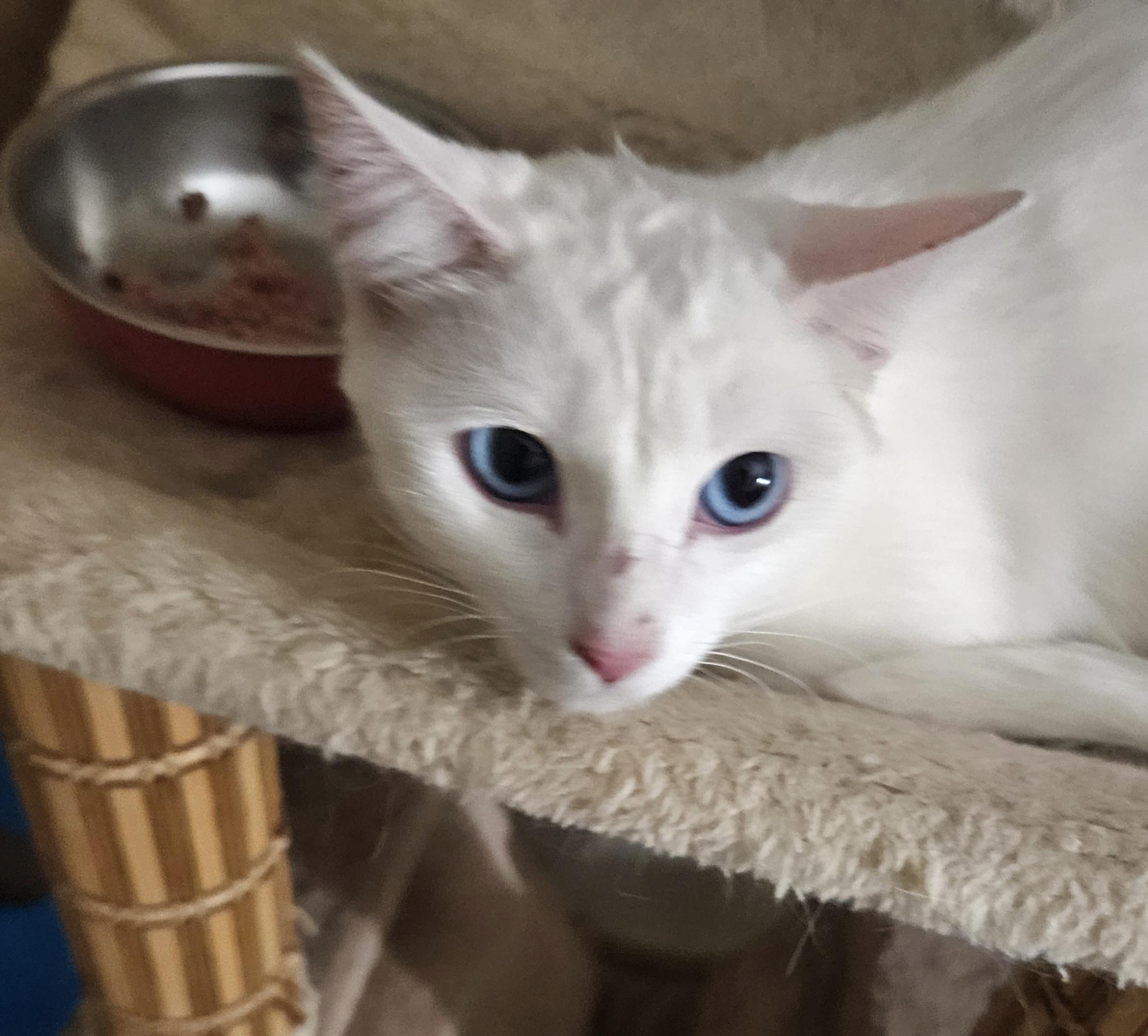 Azul, a ADOPTABLE mixed breed in Youngtown, AZ image 4/4