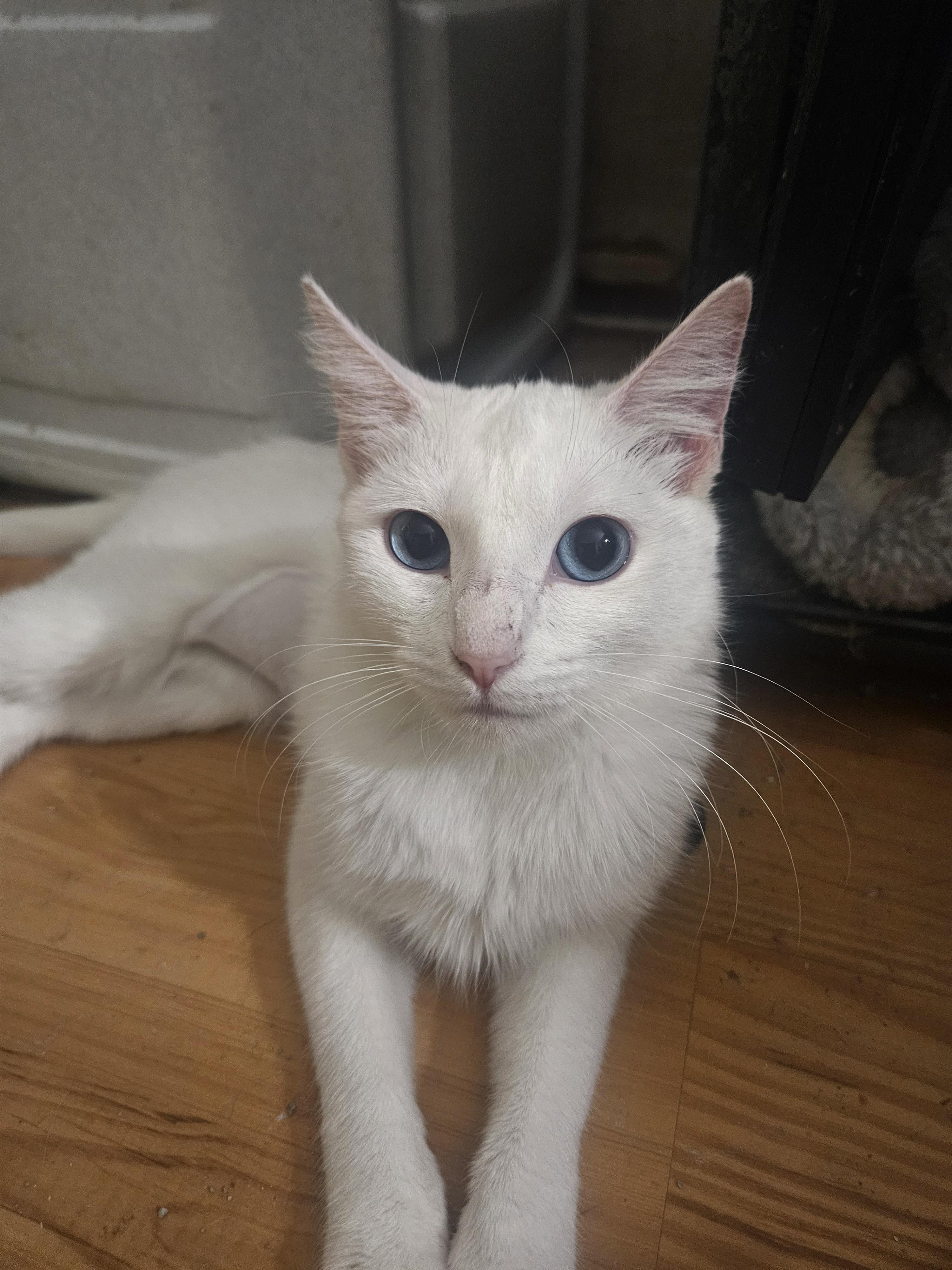 Azul, a ADOPTABLE mixed breed in Youngtown, AZ image 2/4