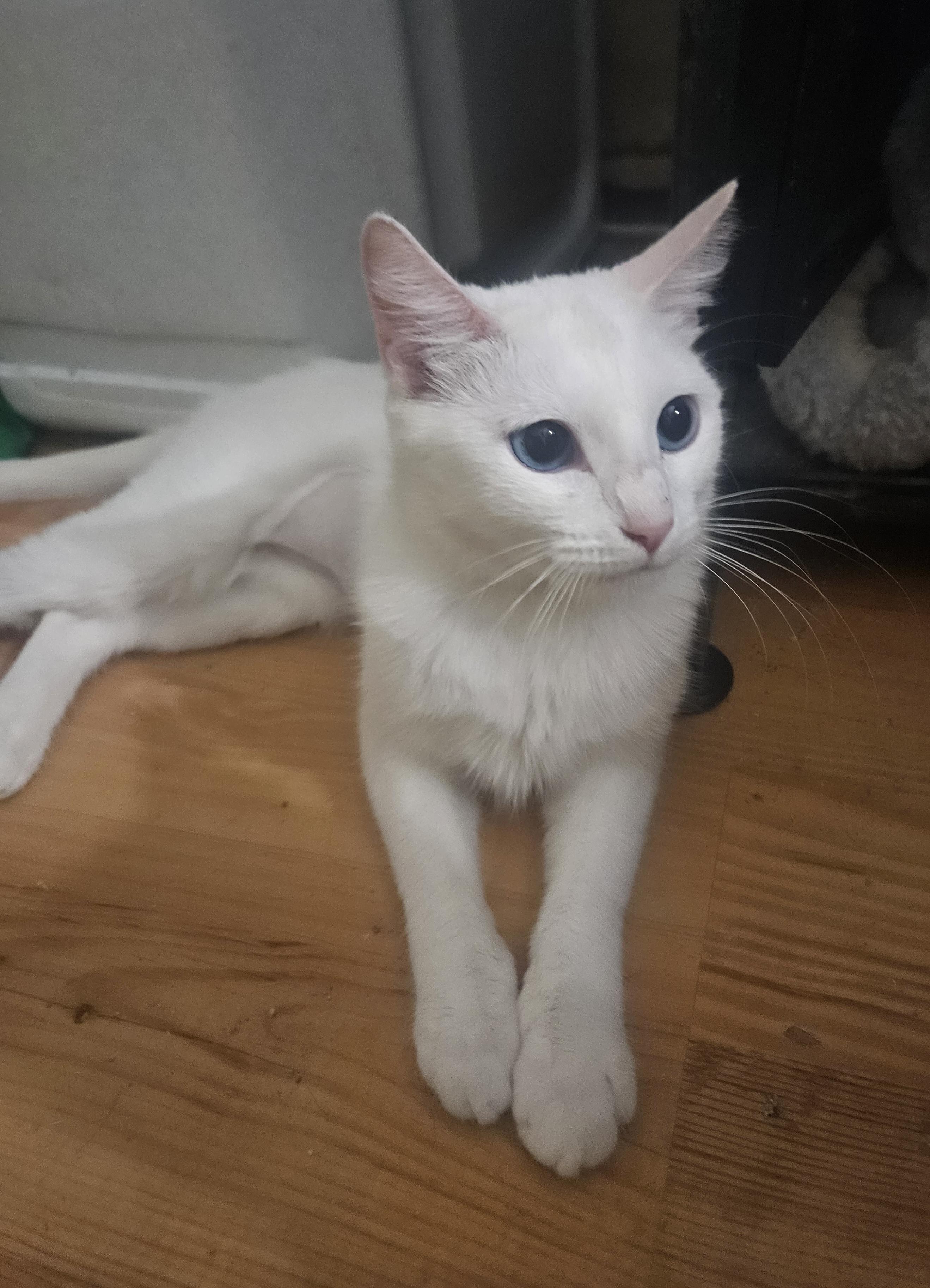Azul, ADOPTABLE, Kitten Female Domestic Short Hair.