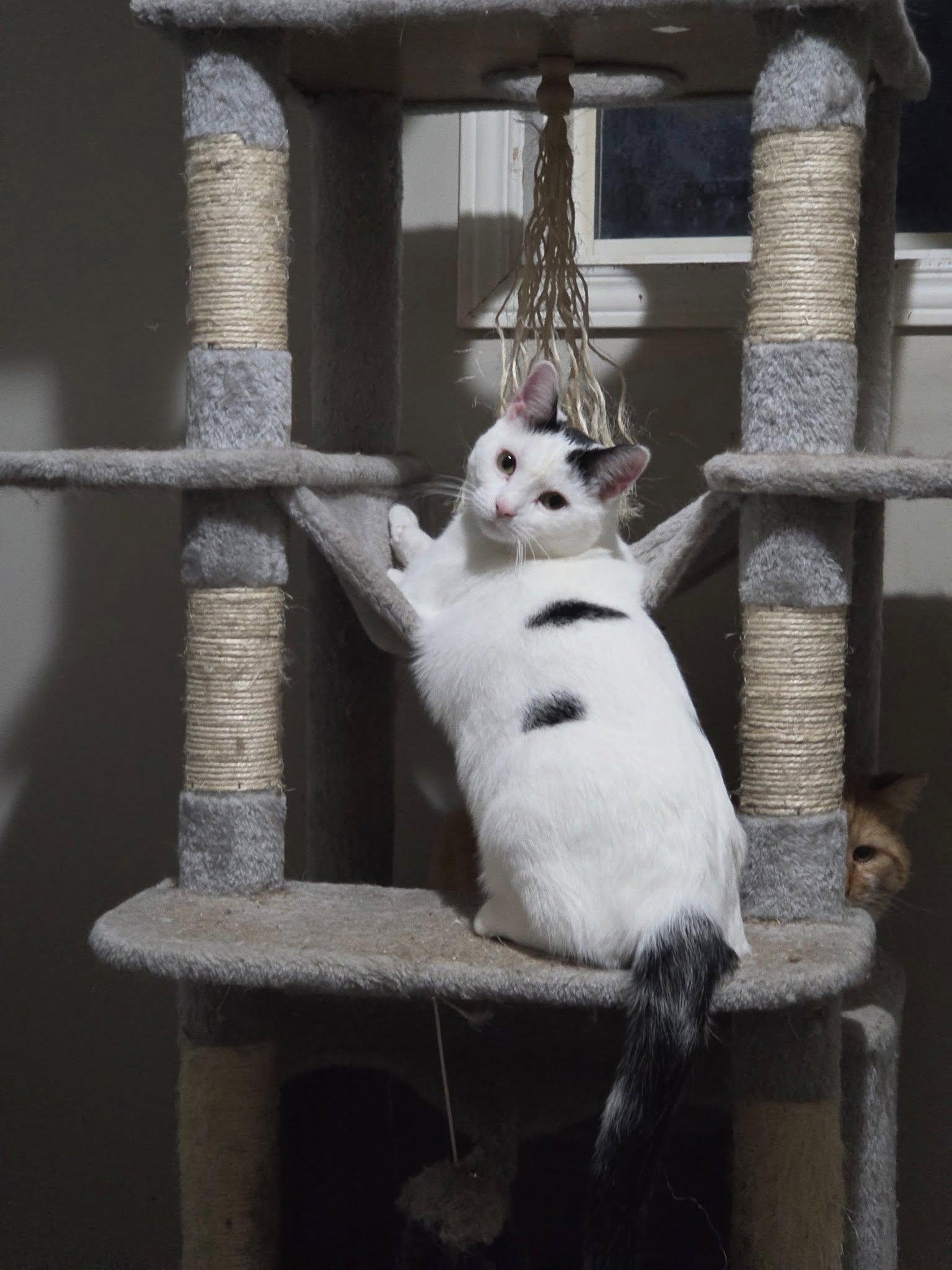 Enlarge Patches, a Adoptable Domestic Short Hair in Spencerville, ON image 1/6