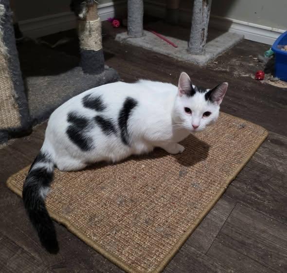 Enlarge Patches, a Adoptable Domestic Short Hair in Spencerville, ON image 2/6
