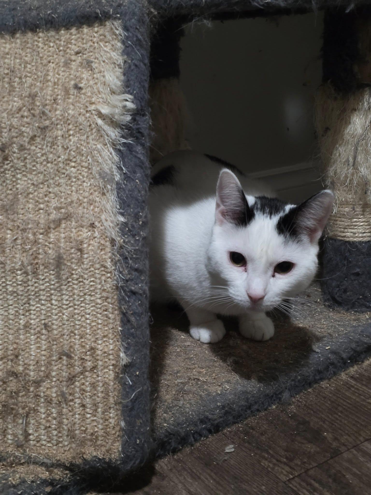 Enlarge Patches, a Adoptable Domestic Short Hair in Spencerville, ON image 3/6