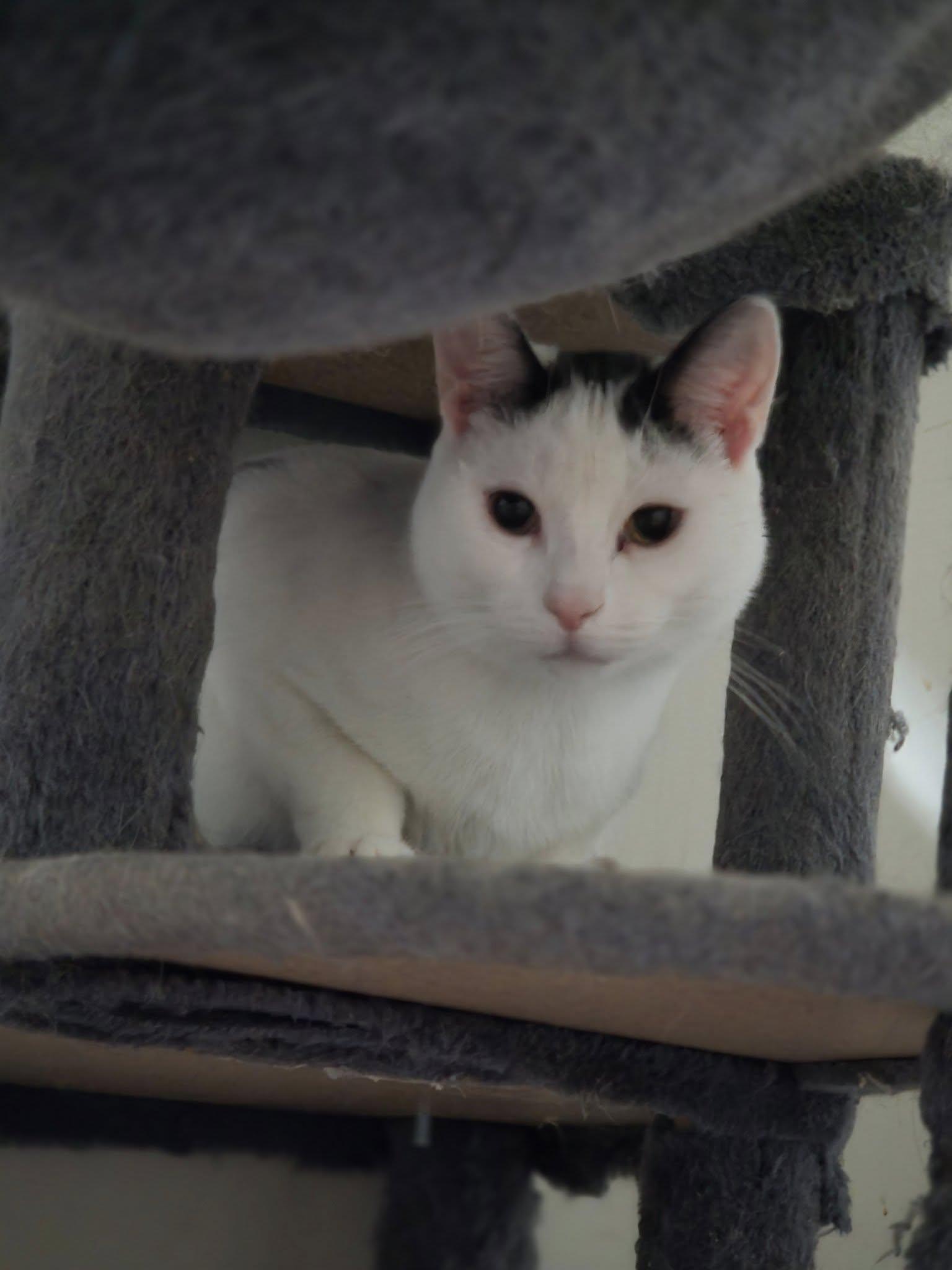 Enlarge Patches, a Adoptable Domestic Short Hair in Spencerville, ON image 4/6