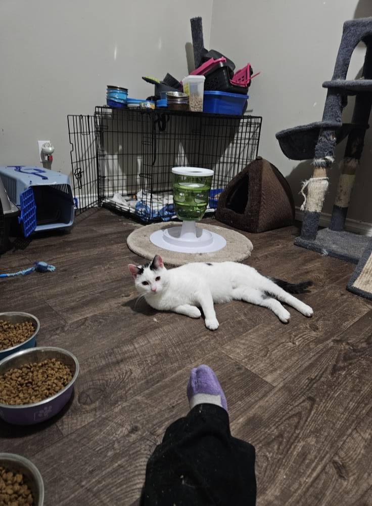 Enlarge Patches, a Adoptable Domestic Short Hair in Spencerville, ON image 5/6